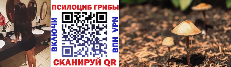 Купить  Елец  Псилоцибиновые грибы Psilocybe 